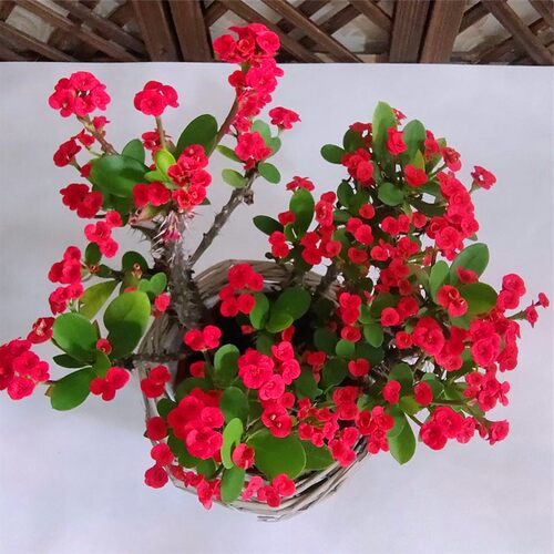 虎刺梅盆栽铁海棠花苗绿植带花室内外阳台花园四季开懒人植物包邮 - 图1