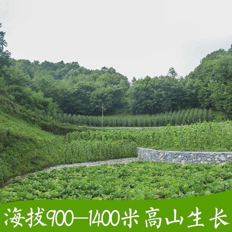 湖北五峰迷你小土豆新鲜马铃薯1600米高山农家黄心小洋芋土豆5斤 - 图3