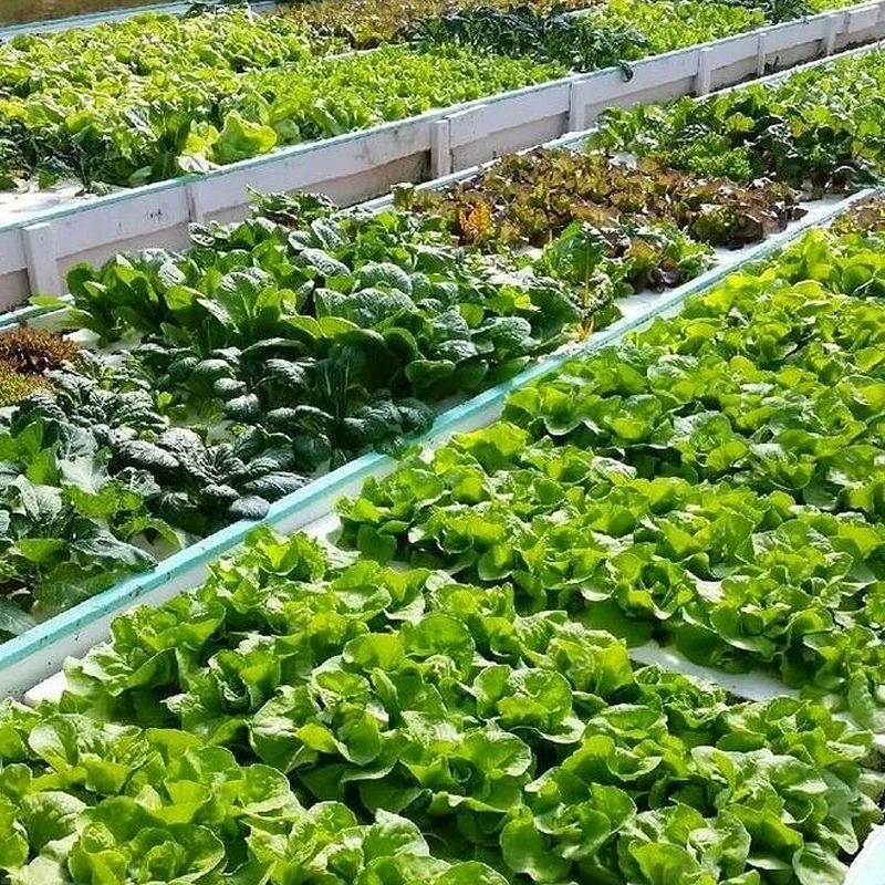 【正品原装】复合肥20-20-20氮磷钾农业肥蔬菜水果玉米水稻有机肥,淘宝优惠券,粉丝福利购,淘宝优惠卷