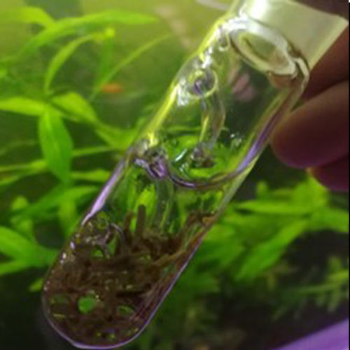 涡虫诱捕器草缸玻璃蜗虫捕捉器水族箱鱼缸涡虫笔吸水蛭蚂蝗捕蜗虫 - 图0