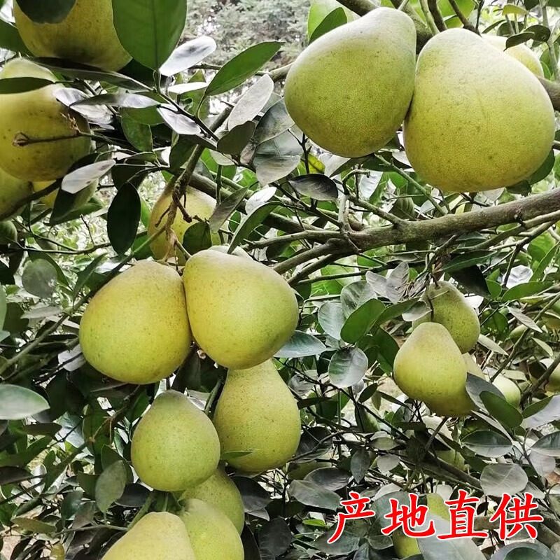 【顺丰可选】安福蚕子新鲜水果江西特产吉安金兰柚井冈蜜柚土柚子,淘宝优惠券,粉丝福利购,淘宝优惠卷