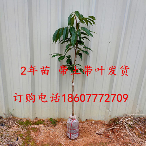樟木头观音绿荔枝苗仙进奉桂味冰荔枝水果苗庭院盆栽种植果树苗 - 图0