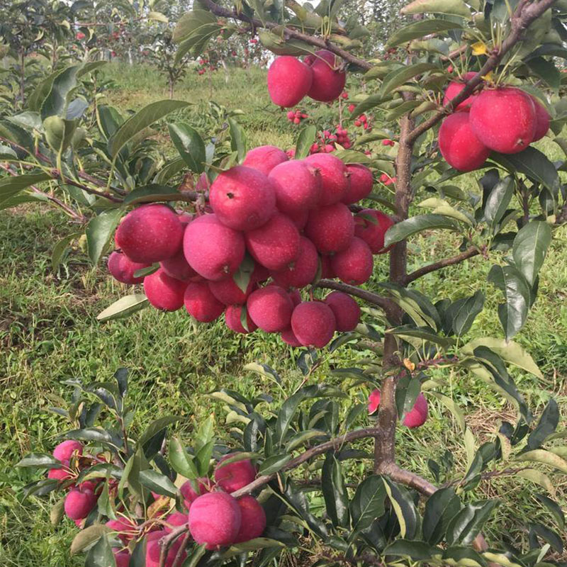 苹果树苗鸡心果苗南方北方四季种植鸡心果树苗盆栽地栽矮化苹果苗 - 图0