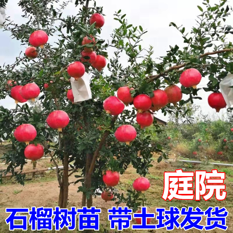 软籽突尼斯石榴树树苗无籽南方北方种植嫁接石榴苗树地栽当年结果 - 图2