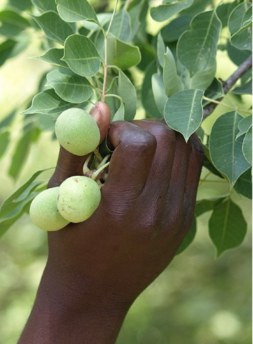 先拍先发强推相见恨晚南非非洲保湿 南非小筑乳液/面霜