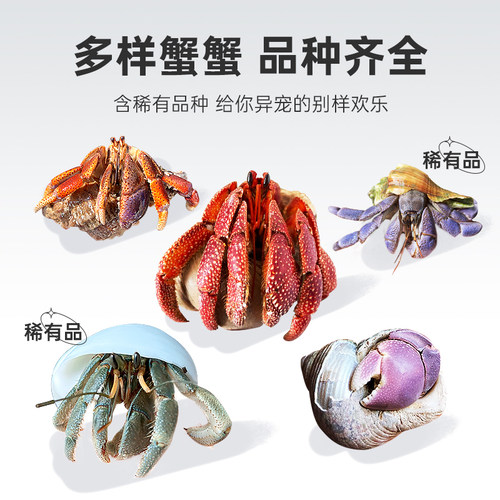 陆生超大草莓短腕寄居蟹活体淡水螃蟹活物宠物小型观赏蟹包邮包活 - 图0