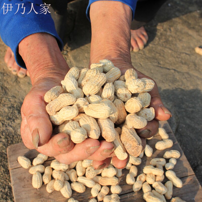  伊乃人家花生