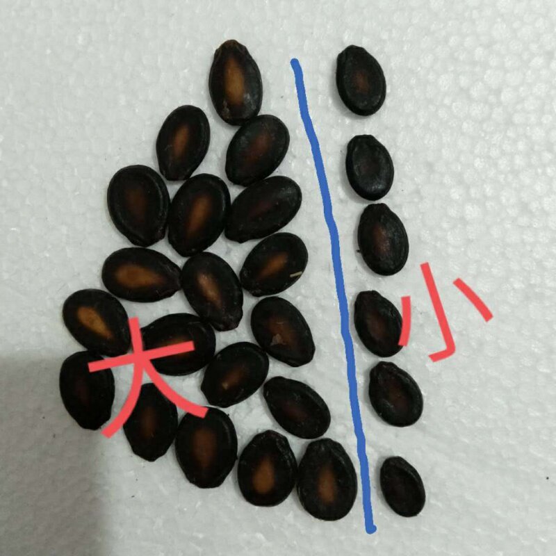 江西安福水煮黑大小片五香湿西瓜子 伊乃人家瓜子
