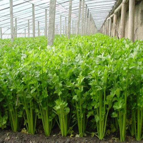 香芹种子大全四季耐寒老品种小叶芹菜种籽高产早熟阳台蔬菜种孑 - 图1