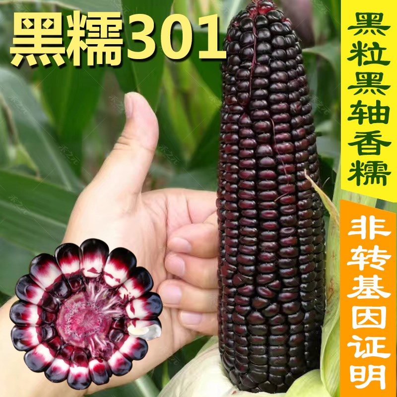 黑糯301玉米种子紫玉米种籽四季大田春季水果黑甜糯631蔬菜种孑 - 图0