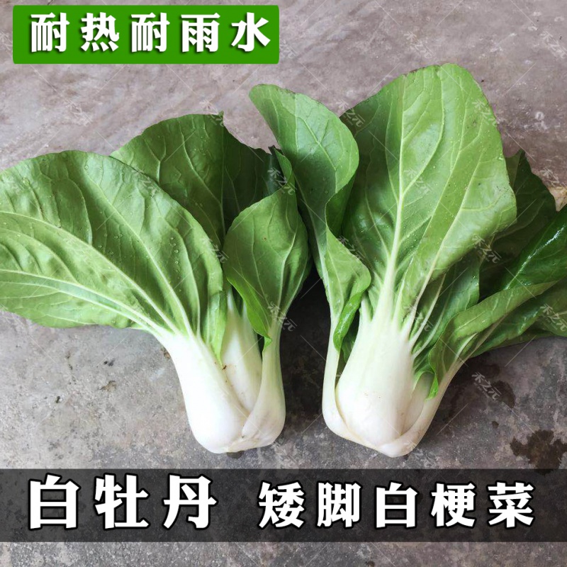 白牡丹矮脚白快青菜种籽奶油小白菜鸡毛菜耐热四季盆栽春季夏秋冬 - 图0