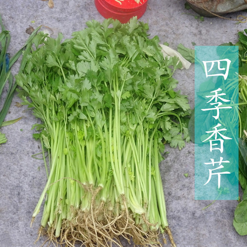 香芹种子大全四季耐寒老品种小叶芹菜种籽高产早熟阳台蔬菜种孑 - 图0