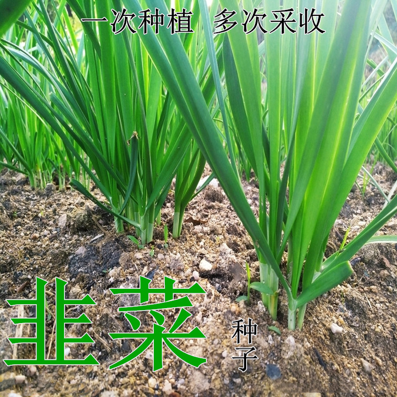 精品寒青韭霸韭菜种籽种子抗寒宽叶四季不休眠多年生盆栽蔬菜种孑_虎窝淘