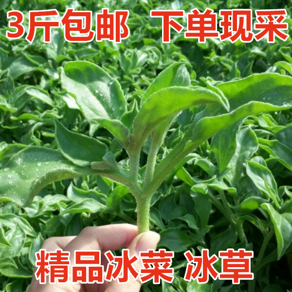 山东新鲜非洲冰菜冰草 即食沙拉菜冰叶健身凉拌菜火锅菜顺丰直发 - 图0