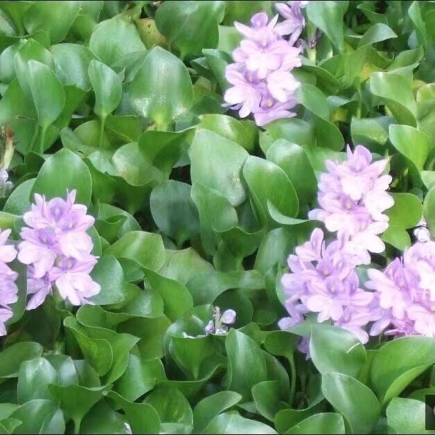 水葫芦浮萍水生植物养鱼养龟鱼缸造景净化水质鱼塘水草种子水芙蓉 - 图1