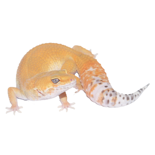 豹纹守宫蜥蜴活物新手入门懒人宠物可爱爬虫易养异宠小型温顺幼体 - 图3