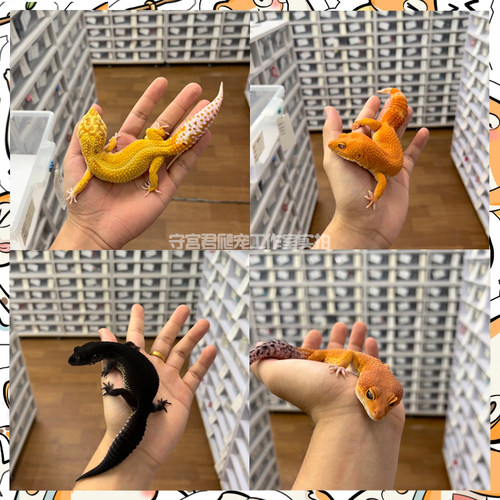 豹纹守宫蜥蜴活物新手入门懒人宠物可爱爬虫易养异宠小型温顺幼体 - 图0