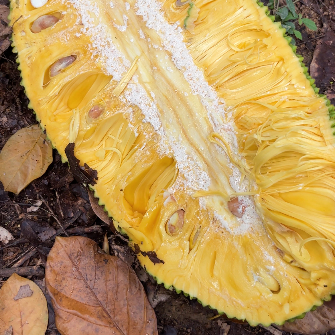 【果园现摘】海南菠萝蜜黄肉新鲜水果15-35斤三亚软苞一整个包邮,淘宝优惠券,粉丝福利购,淘宝优惠卷