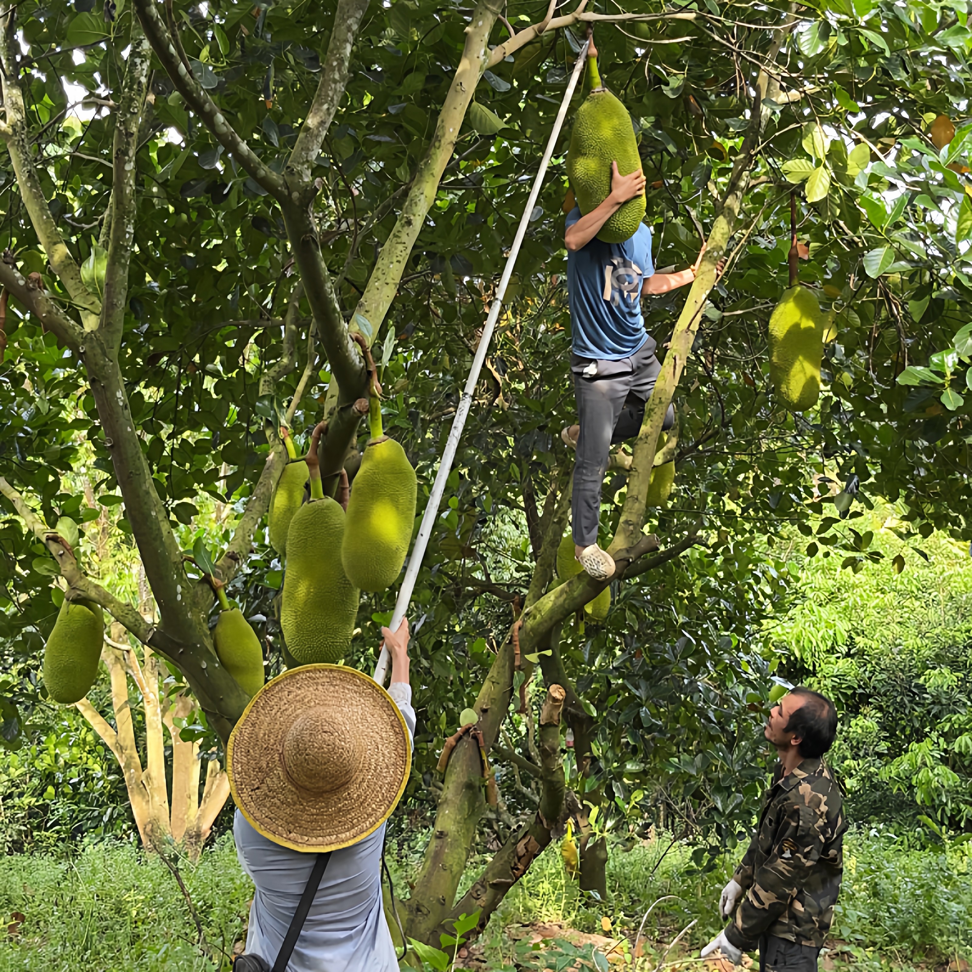 【果园现摘】海南菠萝蜜黄肉新鲜水果15-35斤三亚软苞一整个包邮,淘宝优惠券,粉丝福利购,淘宝优惠卷