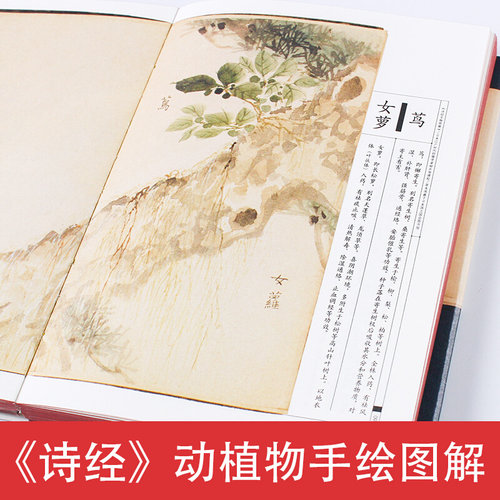 【精装彩绘】美了千年却被淡忘 诗经名物图解古诗词动植物手绘书籍花开未觉几回清梦四时花草风吹兰芷芳华如故楚辞草木画谱 - 图1