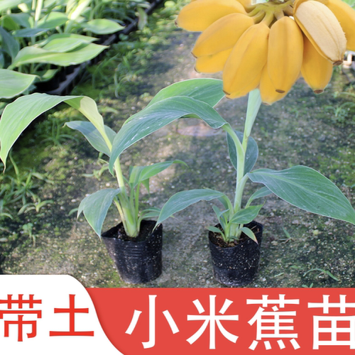 矮化香蕉粉蕉小米蕉苹果蕉红蕉树苗皇帝蕉苗芭蕉大苗南方当年结果 - 图3