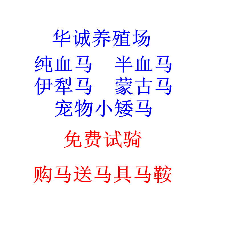 大马活马纯黑色骑乘马蒙古马个人骑乘马真马儿童骑乘马养殖书籍-图3