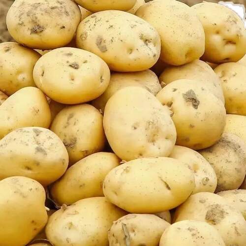 5斤新鲜土豆 农家自种黄心大中号土豆洋芋新鲜蔬菜马铃薯顺丰包邮 - 图0