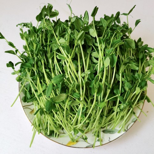 水培豌豆苗的大小粒麻豌豆鸽粮无土发豌豆尖芽苗菜阳台四季500克 - 图1