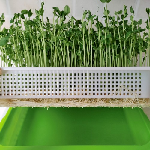 水培豌豆苗的大小粒麻豌豆鸽粮无土发豌豆尖芽苗菜阳台四季500克 - 图3