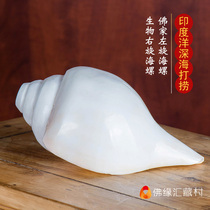 The Buddha Edge Nepal snail Snail Buddha Home supplies Miality of supply to the innate Levosea Helichelo Large Number