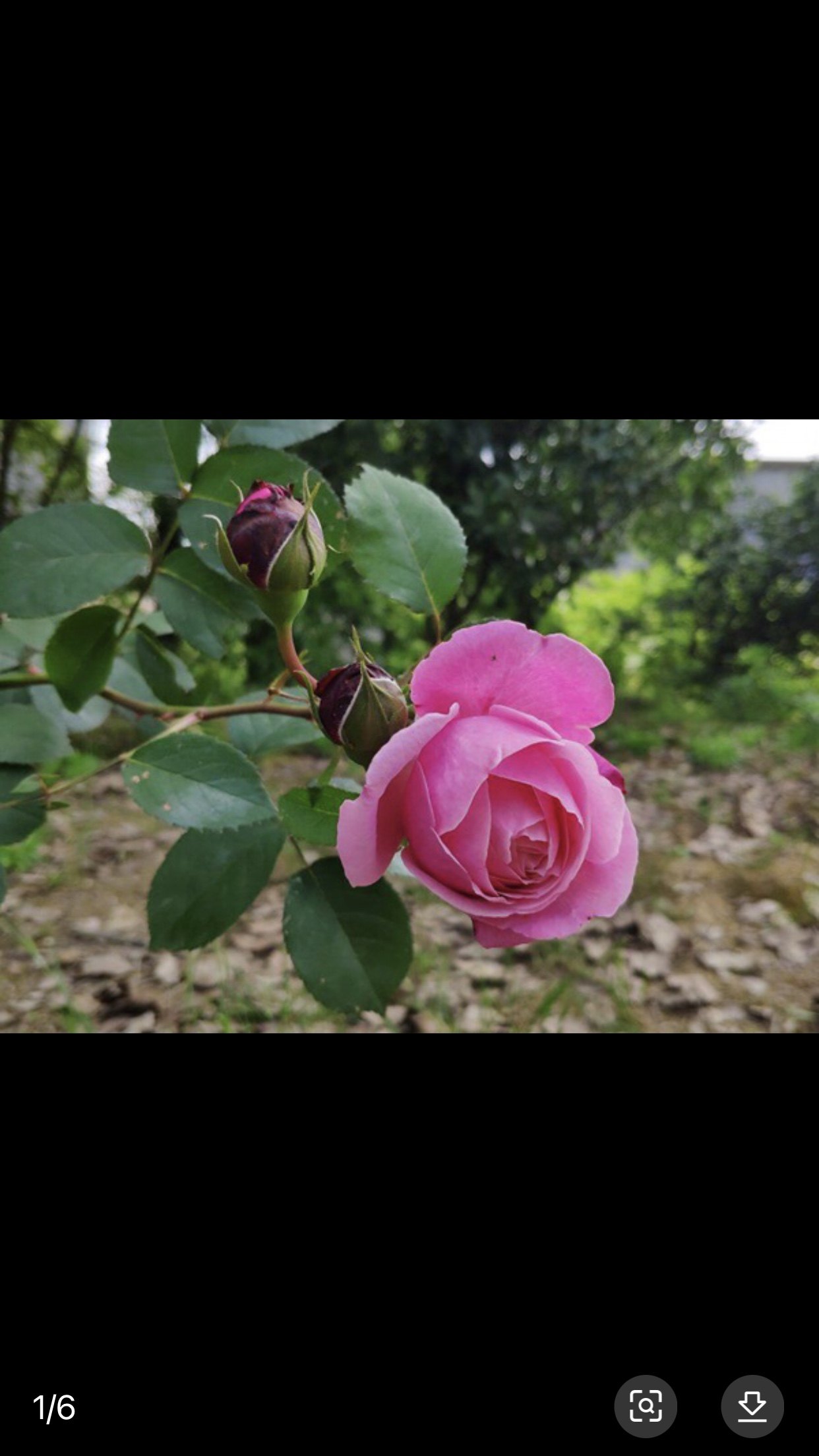 以马内利修女 纽曼姐妹可灌木可藤本强香大花,淘宝优惠券,粉丝福利购,淘宝优惠卷