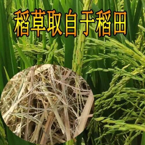 稻草碎干草垫窝鸡鸭宠物鸟狗兔子保暖天然窝草脚垫装饰谷草道具 - 图0