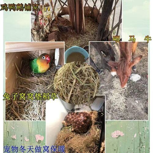 稻草碎干草垫窝鸡鸭宠物鸟狗兔子保暖天然窝草脚垫装饰谷草道具 - 图2