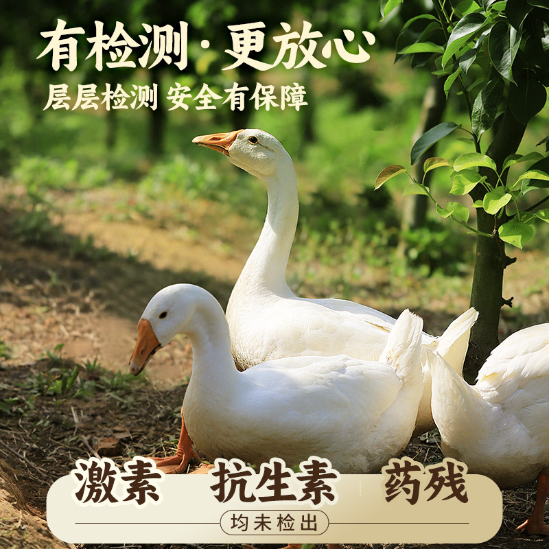 东北大鹅整只新鲜农家散养大白鹅生鲜鹅肉农村老鹅铁锅炖笨大土鹅,淘宝优惠券,粉丝福利购,淘宝优惠卷