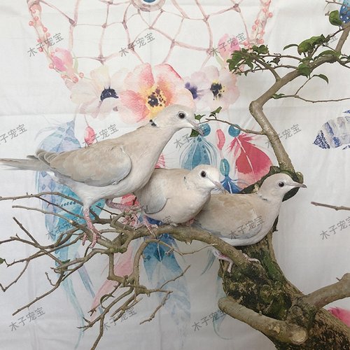 魔术鸽子活体纯白浅灰青年幼崽白鸽种鸽人工宠物活苗活物观赏小鸟 - 图1