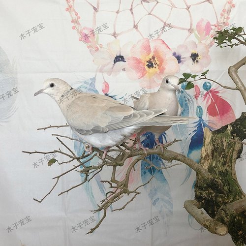 魔术鸽子活体纯白浅灰青年幼崽白鸽种鸽人工宠物活苗活物观赏小鸟 - 图3