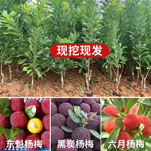 东魁黑炭杨梅树苗嫁接大苗南北方庭院常绿盆栽果树苗早熟晚熟杨梅 - 图2