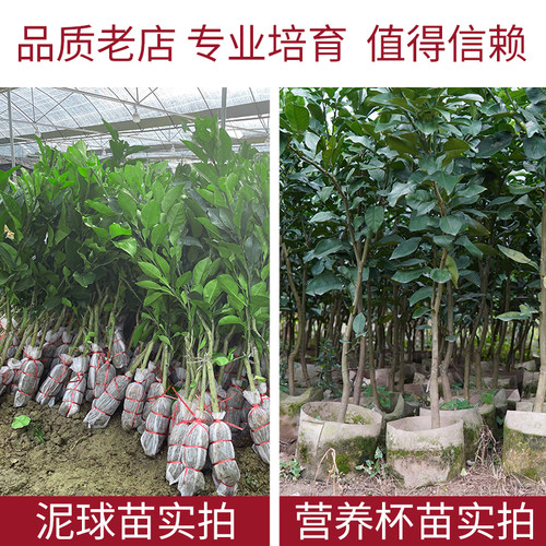 广西沙田柚子树苗木嫁接三红心蜜柚庭院绿化南北方种植盆地栽果苗 - 图2