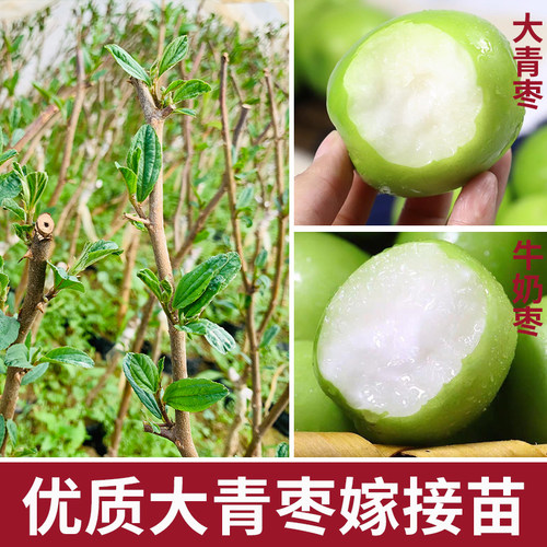台湾大青枣树苗牛奶枣特大嫁接果树苗南北方种植盆地栽红枣子果苗 - 图0