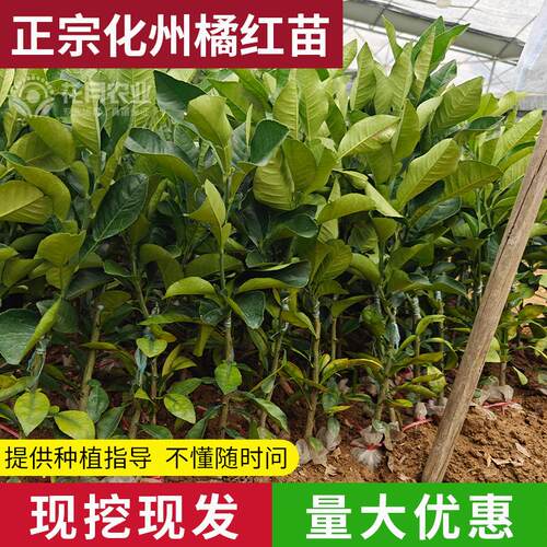 正宗化州橘红苗树苗药用桔红种苗嫁接果树苗南方种植正毛化橘红苗 - 图2