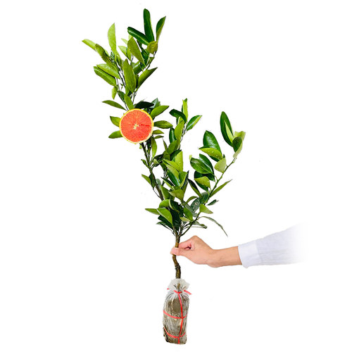 橙子树苗廉江红橙纽荷尔赣南脐橙血橙嫁接苗特大盆栽庭院南北种植 - 图3