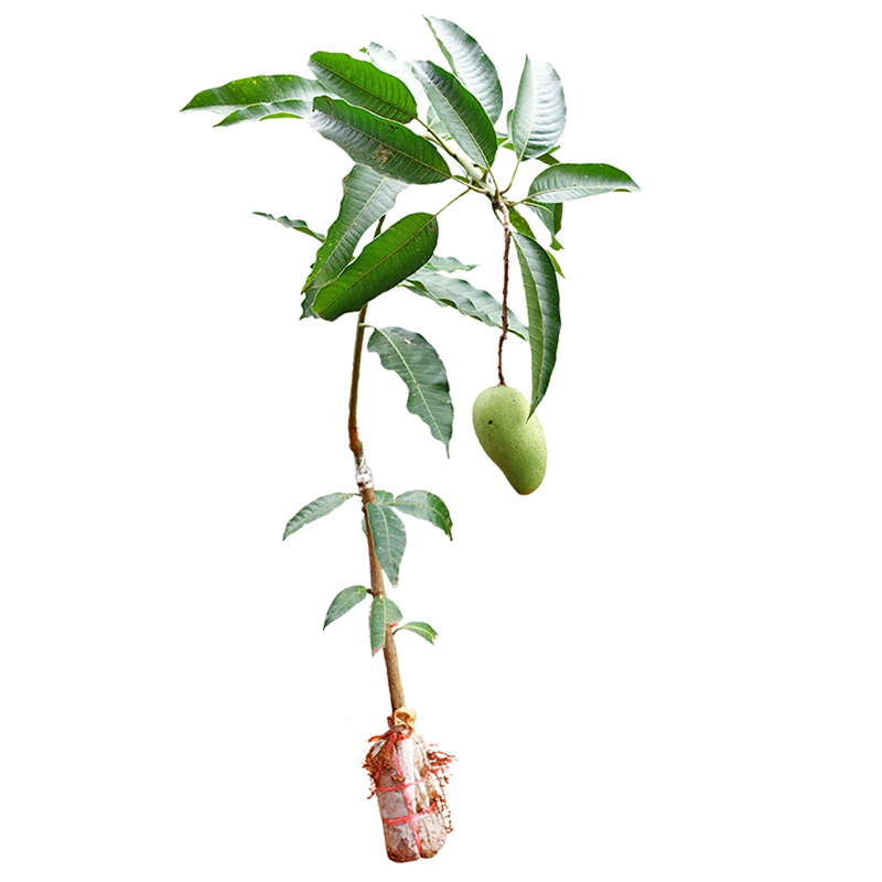 芒果苗树苗桂七芒金煌芒苗四季蜜芒嫁接苗品种正宗带叶泥盆栽庭院,淘宝优惠券,粉丝福利购,淘宝优惠卷