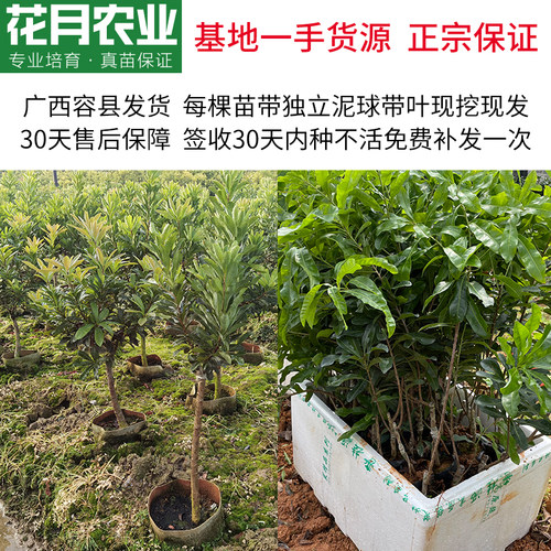 东魁黑炭杨梅树苗嫁接大苗南北方庭院常绿盆栽果树苗早熟晚熟杨梅 - 图0