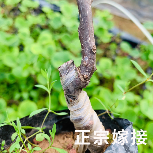 猕猴桃树苗正宗嫁接红心可盆地栽庭院南北方种植带土爬藤水果树苗 - 图2