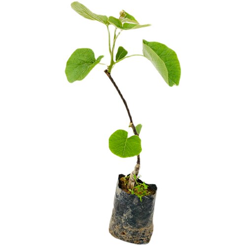 猕猴桃树苗正宗嫁接红心可盆地栽庭院南北方种植带土爬藤水果树苗 - 图3