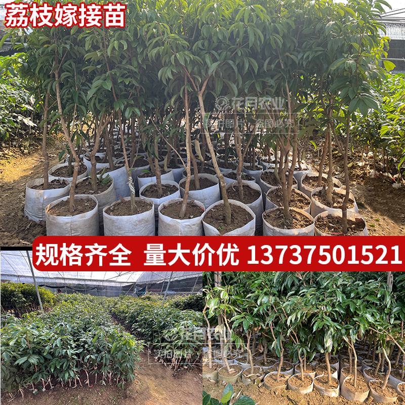 荔枝树苗冰荔无核妃子笑仙进奉桂味大苗盆栽嫁接广西南方果树苗木