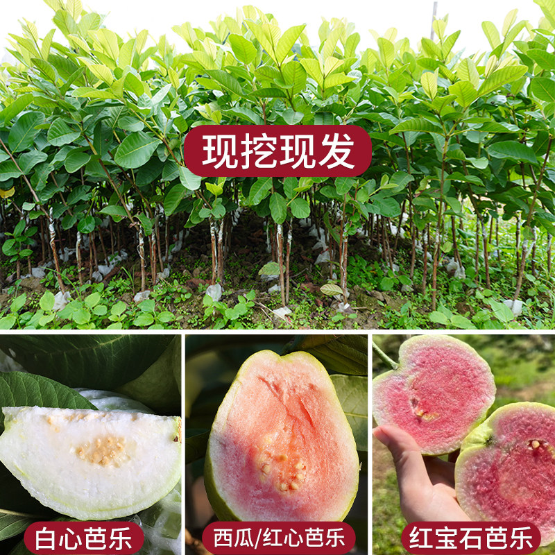 番石榴树苗芭乐嫁接四季台湾珍珠白心红心红宝石芭乐苗树南方种植 - 图0