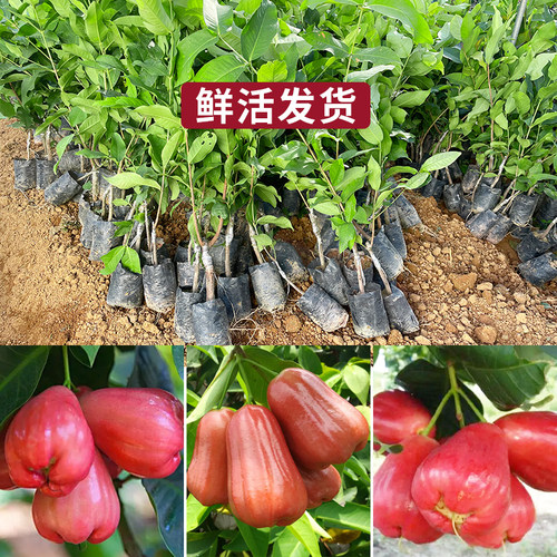莲雾果树苗嫁接黑金刚大叶红黑糖芭比盆地栽庭院行道绿化园果树 - 图0