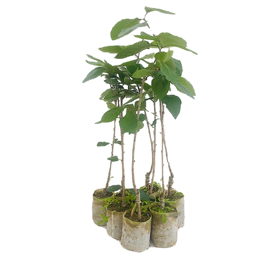 樱桃果树苗木黑珍珠正宗嫁接南北方种植盆地栽庭院车厘子水果苗子 - 图3