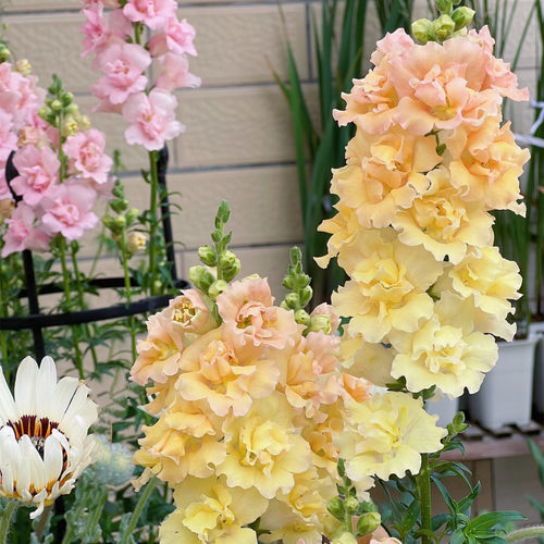 重瓣金鱼草花苗乙女星系列高杆切花品种耐寒耐热庭院花园植物盆栽 - 图0